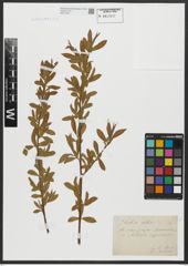 Foto von Salix alba L.